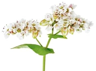 Mondo Ape Semi Fiori per Api - Semi di Grano Saraceno (Fagopyrum esculentum) 1 kg – Sementi Mellifere per Api – Fioritura Prolungata e Ricca di Nettare – Ideali per Apicoltura