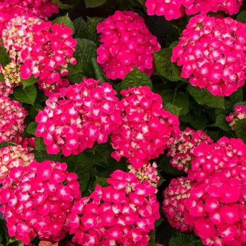 ortensie semi di prato selvatico, semina autunno, semi perenni decorazione sala essere in estremamente resistenti reali in 100pcs