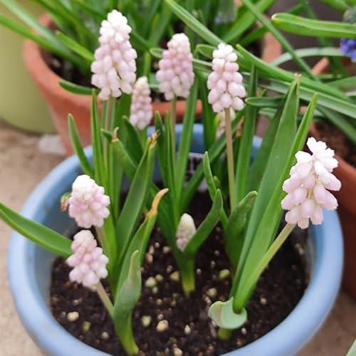10zwiebeln hyazinthen, herbstpflanzen winterhart blühend blumenzwiebeln hyazinthen, winterharte garten balkonblumen frühlingsblumen