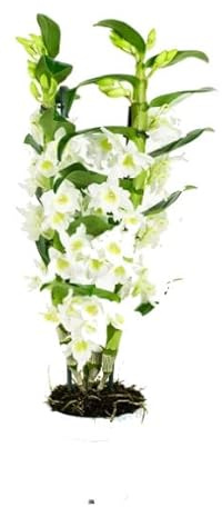 Dendrobium Nobile Star Class Apollo Planta Natural con Flores de Color Blanco