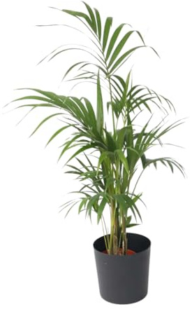 Vivaio Garden Forest Howea forsteriana Kentia Palma da Interno | Elegante e sempreverde, Adatta a casa e ufficio, Ama luce indiretta e ambienti caldi, Facile da curare, Purificante