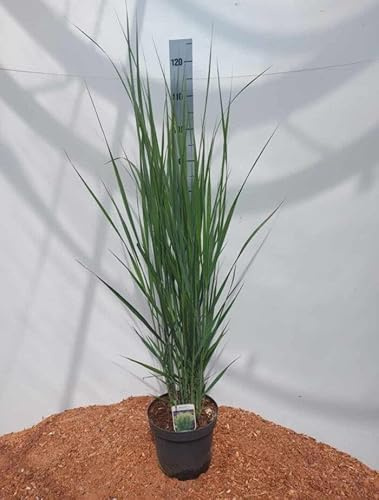1st Panicum ‘Northwind’ 20-40cm im Topf Ziergras – winterhartes Präriegras – hohes, standfestes Ziergras für Garten & Beet