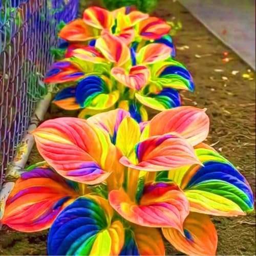 Rizoma Hosta/Resistente/Decorazione Per Casa e Giardino/Per Ogni Spazio.-4Rizoma-E