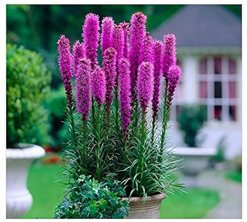 Purple Blazing Star - 5 Fresh Bulbs - Liatris Spicata Flower Bulb - Perennial Gayfeather Plant for Planting Outdoor - Perfect for Borders and Landscapes - Largest Size Corms