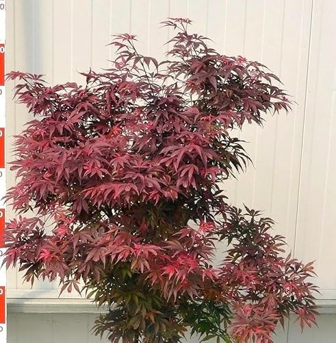 Roter Fächerahorn Acer Palmatum Shaina Hochstamm 80-100 cm Ahorn
