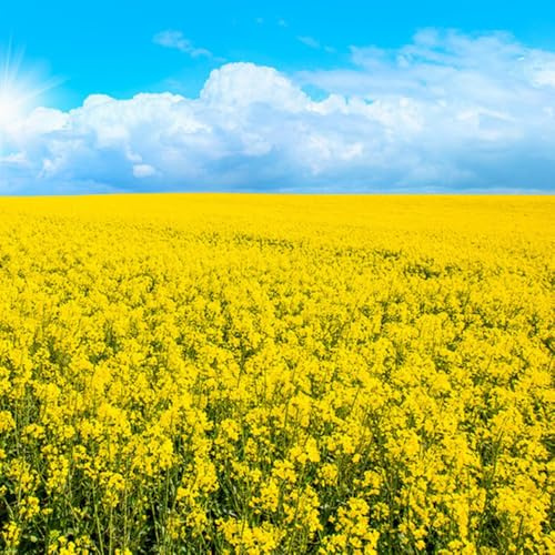 semillas de mostaza - Brassica juncea jardín de oficina invierno semillas resistentes balcón silvestres 500pcs