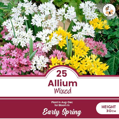 25 x Allium Mixed – Wonderful Assortment of Shapes, Sizes & Colours – Superb for Cut Flowers – Perennial – Undemanding & Easy to Grow – for Your Beautiful Garden