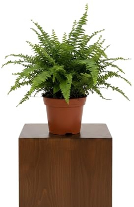 Planta de Interior Tropical Nephrolepis Exaltata 12cm DECOALIVE Helecho de Boston para Salón y Despacho
