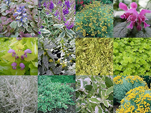 Portal Cool Autumn Hanging Basket Mixed Collection 10 X Plug Plants from Plugplants4U