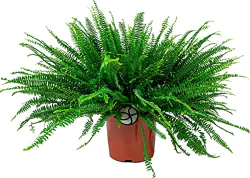 Helecho de Boston PREMIUM Planta Natural de Interior y Exterior