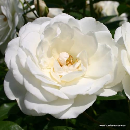 2 x Rose - Rosa 'Schneewittchen' Topf 25-30 cm