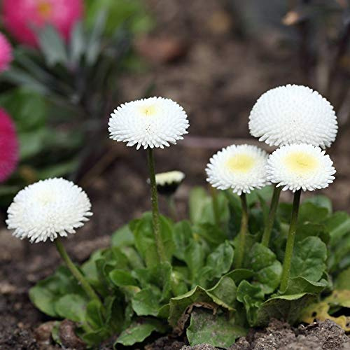 Semi di margherita inglese - Bellis perennis