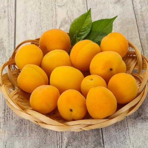 semillas resistentes del albaricoquero - decoracion jardin balcón 25pcs