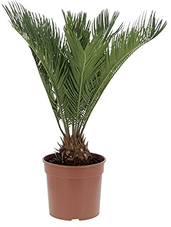 KENTIS - Cycas Revoluta Zwergpalme - Echte Palme für den Außenbereich Gartenpflanze - Hoch 40-50 cm Topf Ø 18 cm