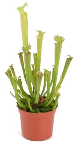 Planta Carnívora Sarracenia - Espectacular Capturadora de Insectos Natural