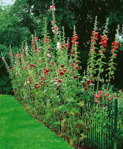 Alcea ficifolia 9x9 cm Topf – Winterhart, Mehrjährig, Pflegeleicht – Stockrose – Blütenstaude für Beet & Bauerngarten