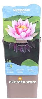 Pianta di Ninfea o Nymphaea Pianta di Fiore di Loto da esterno fiori vari colori acquatica ornamentale per laghetti o stagni vera venduta da eGarden.store (Fucsia - Attraction)