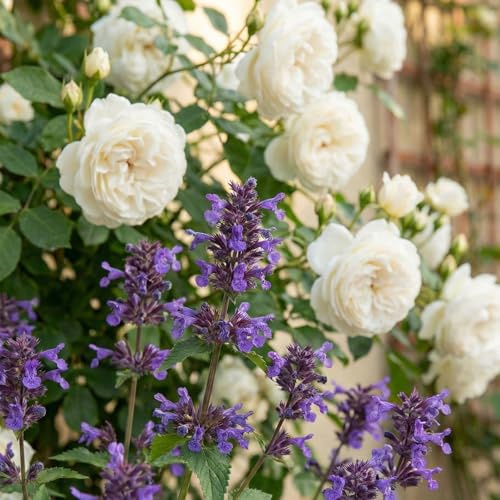 Garten-Schlüter® Großblütige Katzenminze ‚Neptune‘ - im 3 Liter Topf - Nepeta grandiflora - reichblühende Staude -blau-violette Blüten - insektenfreundlich
