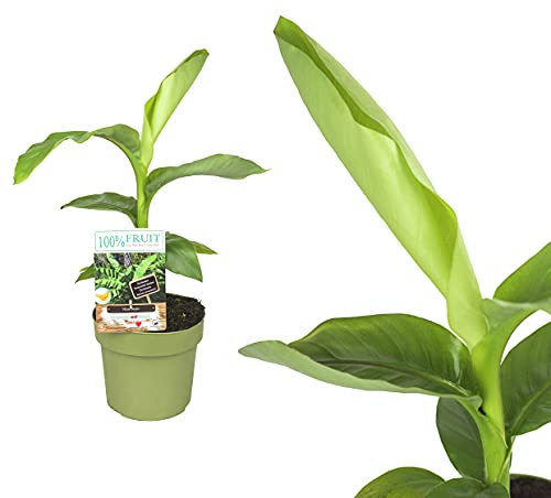 Echte Musa Basjoo Bananenpflanze winterhart circa 40 bis 60 cm - winterharte Banane Bananenbaum mehrjährig Palme winterhart Bananenbaum japanische Faserbanane tropisch Zimmerpflanze