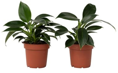 Plant in a Box - Philodendron Green Princess - Kvantitet: 2 - Filodendron - Grön - Krukväxt - Krukstorlek 12 cm - Höjd 20-30 cm