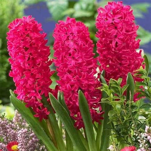 Hyacinth Bulbs UK Hyacinth Plant (Plant Bulbs,Cut Flowers,Wedding Flowers,Ornamental Flowers,Hardy Perennial)-4bulbs-c