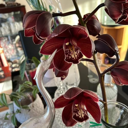semillas de orquídeas cymbidium - jardín resistente perenne, balcón 150pcs