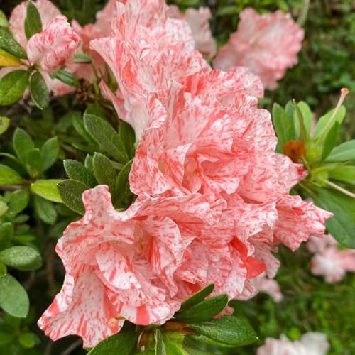 semillas de rododendro, azalea, resistentes en Decoraciones 125pcs