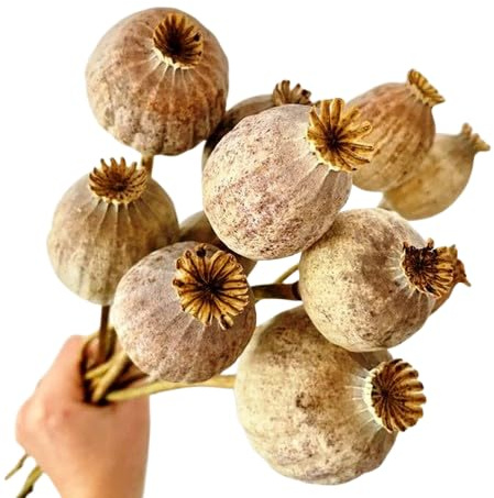 Flores Secas de Papaver – Ramo Decorativo para Centros de Mesa