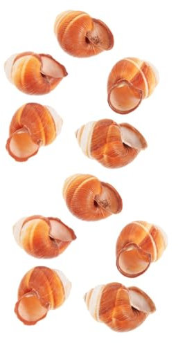 TOPBATHY 2 Sätze Schneckenhaus Riesige Muscheln Hülse Natürliche Schneckenhäuser Französisch Schneckenhäuser Backen Schneckenhäuser Schnecken Mini-Muschel- Schneckenfutter 5 Stücke * 2