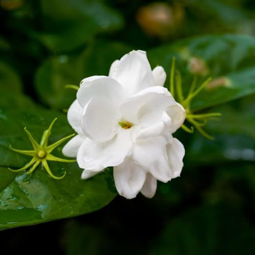 20 piezas semillas de jazmín resistentes - las trepadoras son colgantes, perennes resistentes, jardín de bonsais interior,