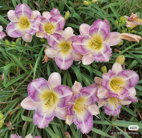 8PCS-A - Lirio de día para decoración de jardín y balcón
