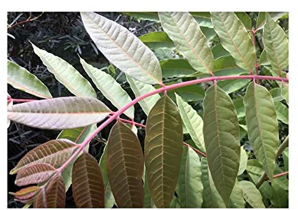 Seeds & Plants Shop by Ipsa Stk - 10x Toona Sinensis Chinesischer Gemüsebaum Pflanzen - Samen #138 - Seeds Plants Shop Samenbank Pfullingen Patrik Ipsa, Dunkelbraun