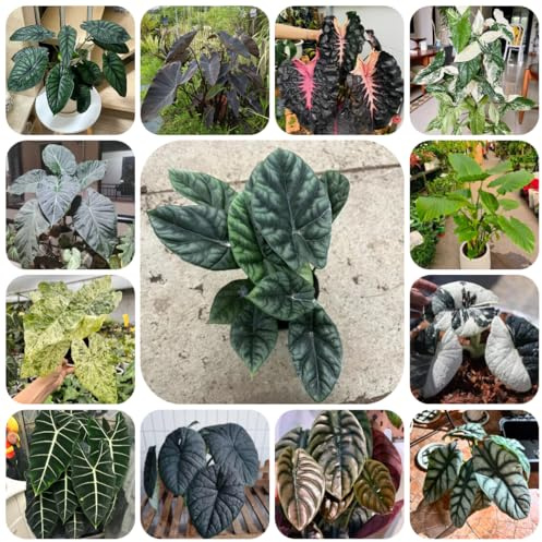 alocasia - steingarten winterhart, exotische, mehrjährig, 500samen
