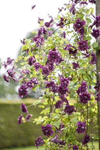Clematis viticella 'Purpurea Plena Elegans' 40–60 cm – Winterhart, Mehrjährig, Pflegeleicht – Waldrebe – Kletterpflanze für Pergola & Rankhilfe