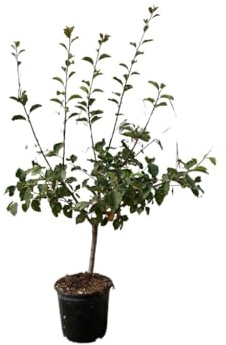 Ma Pépinière Pommier Nain pour Balcon, Hauteur 80/100 cm, Pots Diamètre 20 cm