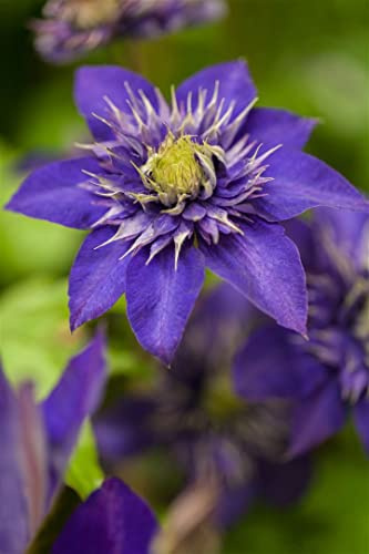 Clematis Hybride 'The President' 40-60 cm – Winterhart, Mehrjährig, Pflegeleicht – Waldrebe – Kletterpflanze für Pergola & Rankhilfe