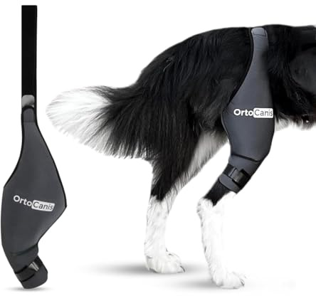 Ortocanis - Kniebandage Hund Hinterbein für das rechte Bein - Hergestellt aus Neopren ARD - Bei Kreuzbandriss, Bänderverletzungen, Patellaluxation oder Osteoarthritis - Größe Medium (11,5-12,2)