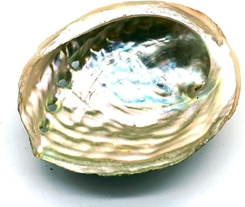 CRIGEMA – Coquille d'ormeau - Sélectionné à la main dans la couleur nacrée - Qualité supérieure de Californie - Coque pour Smudging et décoration maison (8-10 CM)