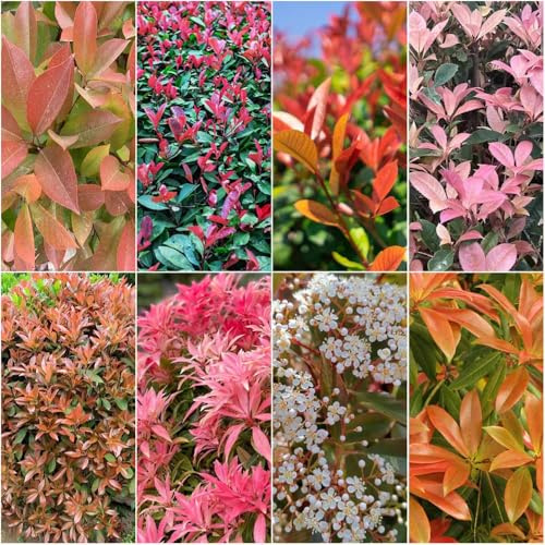 semillas de aligustre brillante rojo petirrojo - Serie Raras- semillas de photinia petirrojo rojo jardin resistentes para jardín, 300pcs