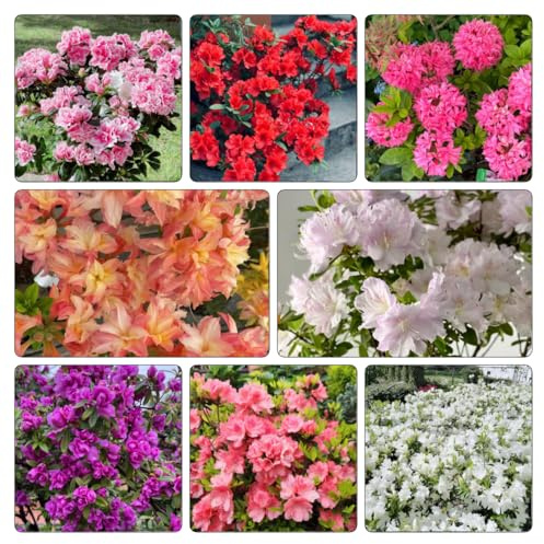 Semi di azalea - Rododendro biologiche raro giardino roccioso tappezzanti rialzata varietà antiche interno giardino balcone 65pcs