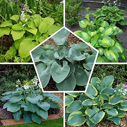 Funkien Pflanzen - 5 Wurzeln - Stauden Mehrjährig Winterhart - Budget Hosta Kollektion - Mix von 5 Hybriden in 5 Sorten - Pflanzen aus Holland (kein Samen, zwiebeln und nicht künstlich)