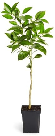 Citrus sinensis Natural Árbol Frutal de la Naranja para Amantes de la Jardinería