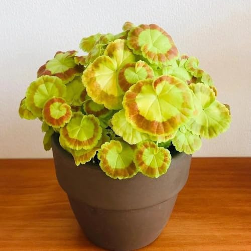 geranien stehend - pelargonium - bodendecker winterhart mehrjährig blumensamen seltene, wildblumen für sonnige plätze 90samen