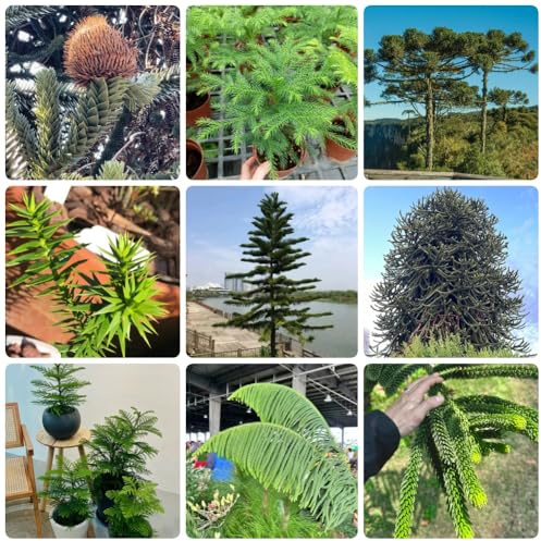 Araucaria, immergrüne winterhart Araucaria Araucana, pflanzensamen zimmerpflanzen winterfeste für balkon 120Samen