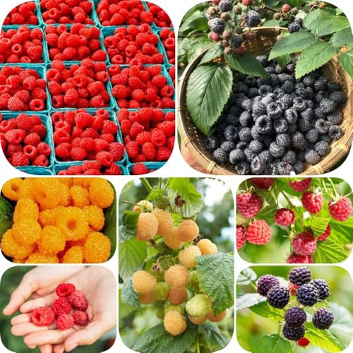 Himbeeren - seltene obstbaum obstbäume kaufen säulenobstbäume zwergobstbäume winterhart alte sorten obstsamen exotische balkonpflanzen balkongewächshäuser säulenobst obstpflanzen 300Samen