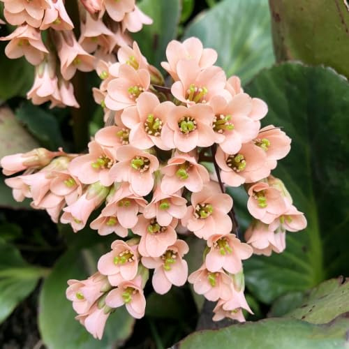 semillas de Bergenia - cobertura del suelo decoraciones otoñales 400pcs