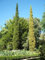 60 graines de Cyprès Commun - Cupressus Sempervirens