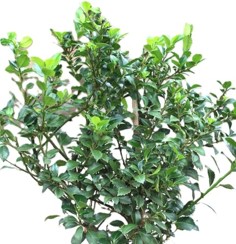Stechpalme Ilex Heckenstar 100-125 cm Ilex Meserveae immergrün