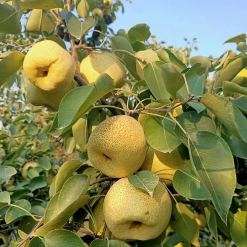 semi di pero, balcone dei semi di per il giardino gli da frutto nani sono resistenti 10pcs