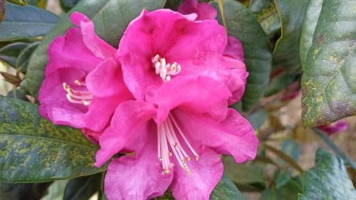 Rhododendron Hybride Malindi - Großblumige Alpenrose - 30-40cm